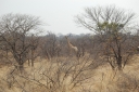 afrika2008_045.JPG