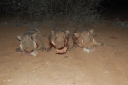 afrika2008_099.JPG