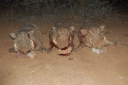 afrika2008_100.JPG