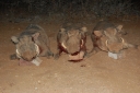 afrika2008_101.JPG