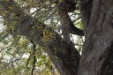 afrika2008_115.JPG