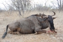 afrika2008_140.JPG