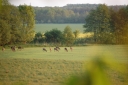 bukkejagt_004.JPG