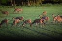 bukkejagt_021.JPG