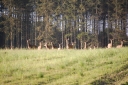 bukkejagt_035.JPG